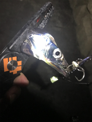 初キビナゴテンヤ