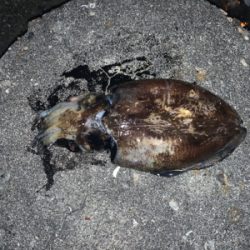 コウイカちゃん