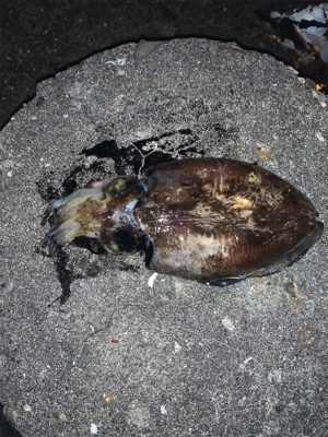 コウイカちゃん