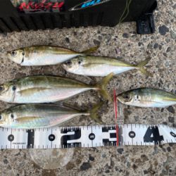 久々の軽量ジグ単