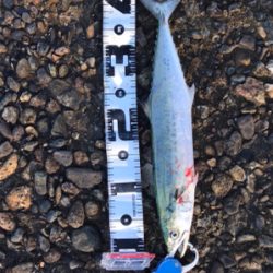 サイズアップ期待