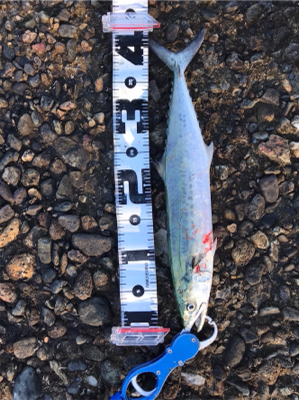 サイズアップ期待