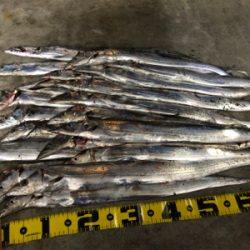 久しぶりのタチウオ