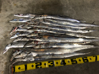 久しぶりのタチウオ