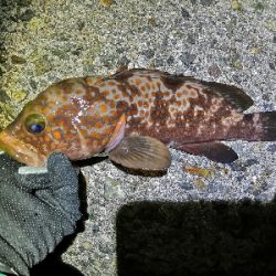 アコウとガッシー