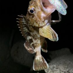 遊んでもらいに！