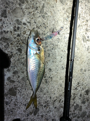 豆アジに癒されに