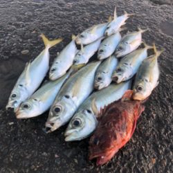 今日は中アジに嫌われた