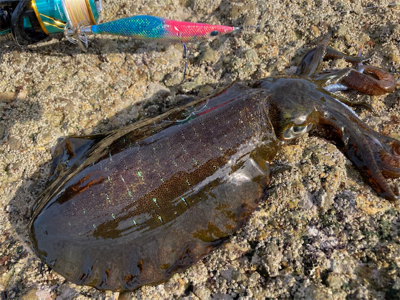 もうすぐ親イカ？