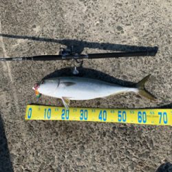 二週連続のメジング