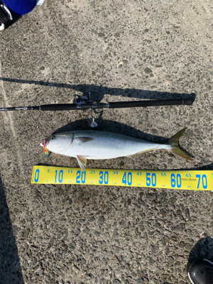 二週連続のメジング