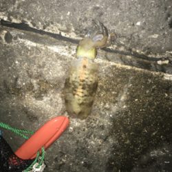 川久裏でアオリイカ♪