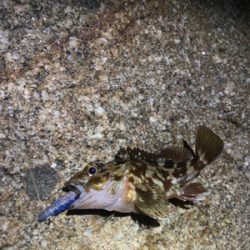 シーバス狙うもガシラのみ。。