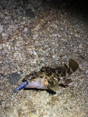 シーバス狙うもガシラのみ。。