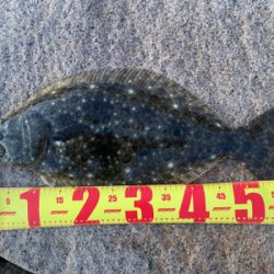 朝まずめヒラメ