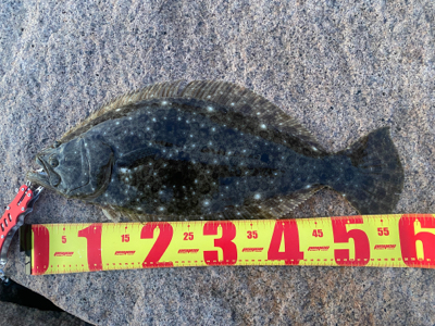 朝まずめヒラメ