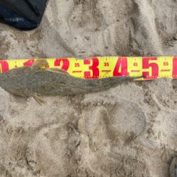 キス狙いの外道