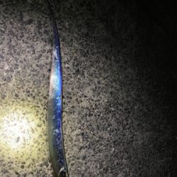 アジングのはずが