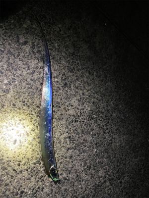 アジングのはずが