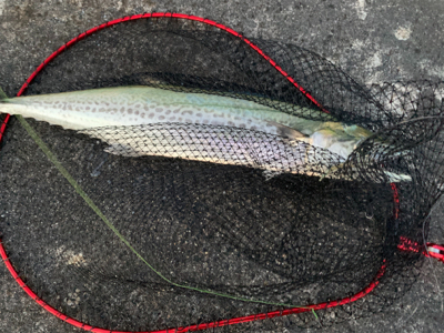 念願の80センチ近いサワラ。