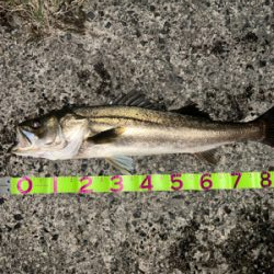 まさかの場所で90cmオーバー