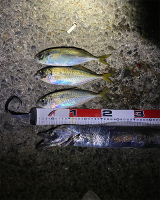 アジングリベンジ❗þ…