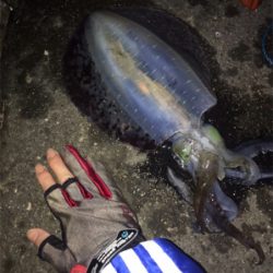 川久裏でエギング♪いいサイズがやっと出まし…