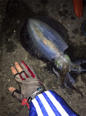 川久裏でエギング♪いいサイズがやっと出まし…