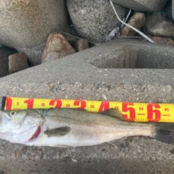 シーバス1匹、釣り人のゴミ大量