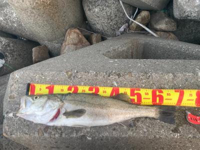 シーバス1匹、釣り人のゴミ大量