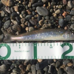 キスは足で釣る