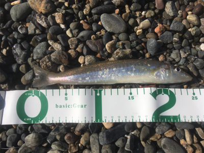 キスは足で釣る