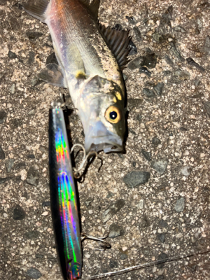 チーバスくん！