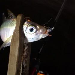 アジング練習　332