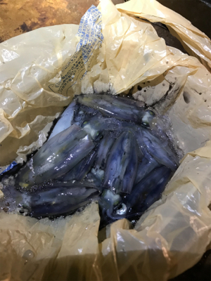 ヒイカ釣りに行ってみた。