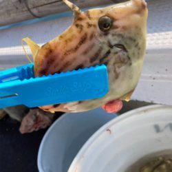 カワハギ数釣り