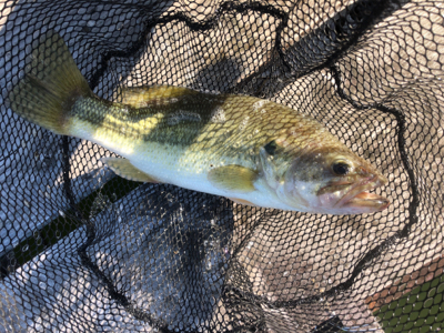 ブラックバス　自己最高記録