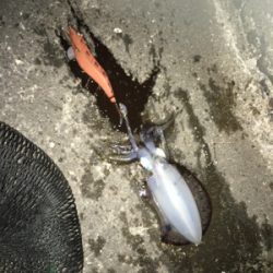 川久裏で月食見学エギング