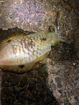 エギング絶好調