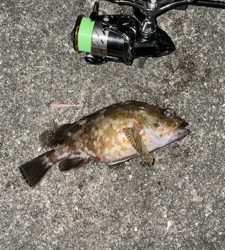 アジが釣れない