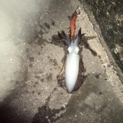 朝まずめエギング川久裏