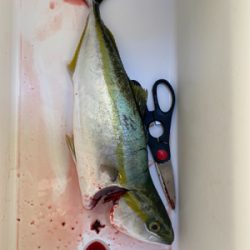 久しぶりのショアジギ