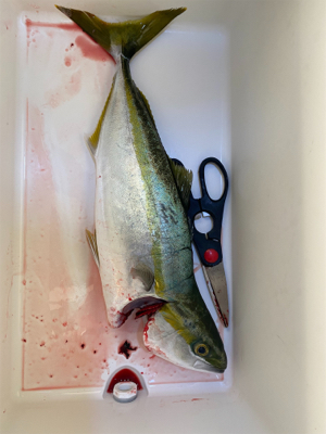 久しぶりのショアジギ