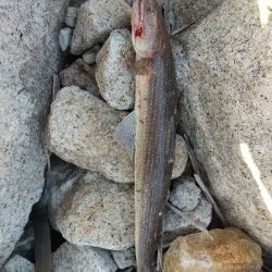 本命は決めずに