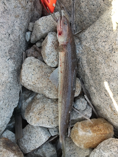 本命は決めずに