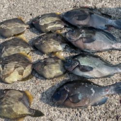 エビ撒きとカワハギ釣り