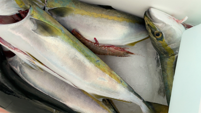 明石沖ジギング