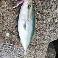 ショアジギング