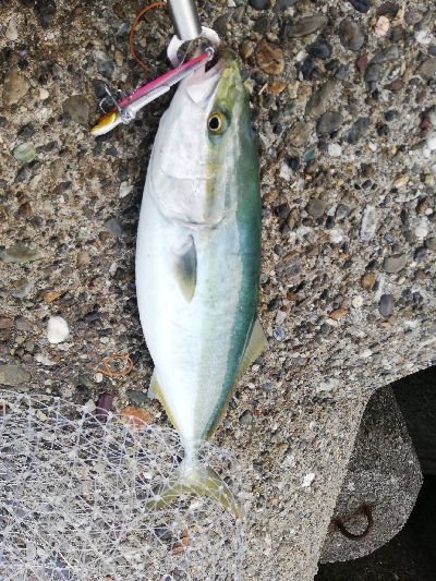 ショアジギング