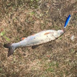 まさかのウグイ！